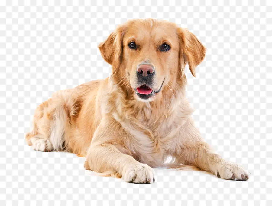 Golden Retriever，Labrador Retriever PNG