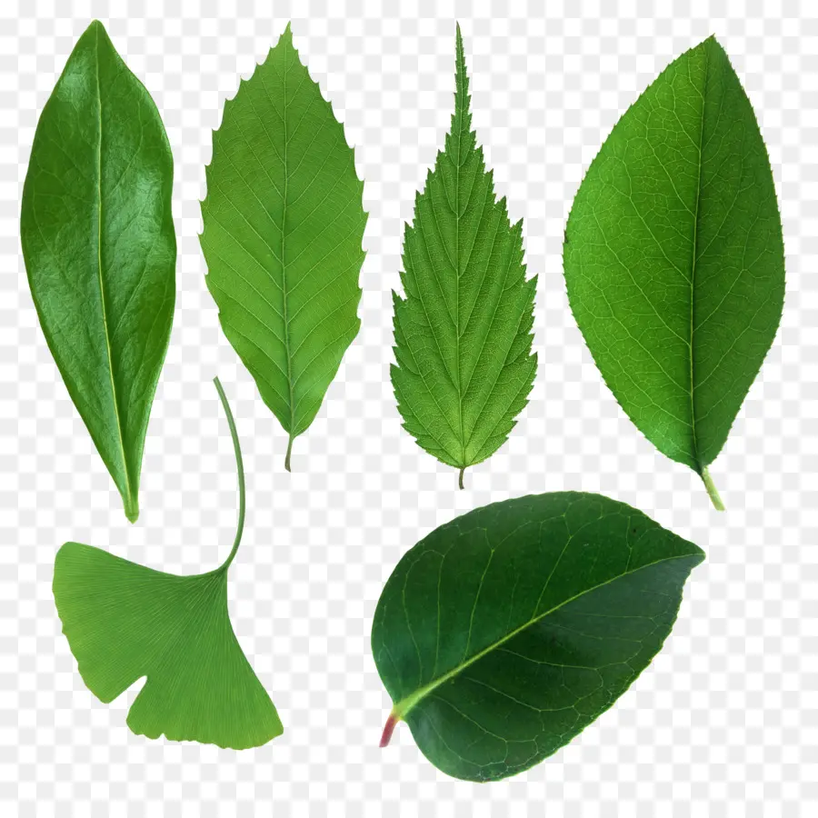 Hojas Verdes，Naturaleza PNG