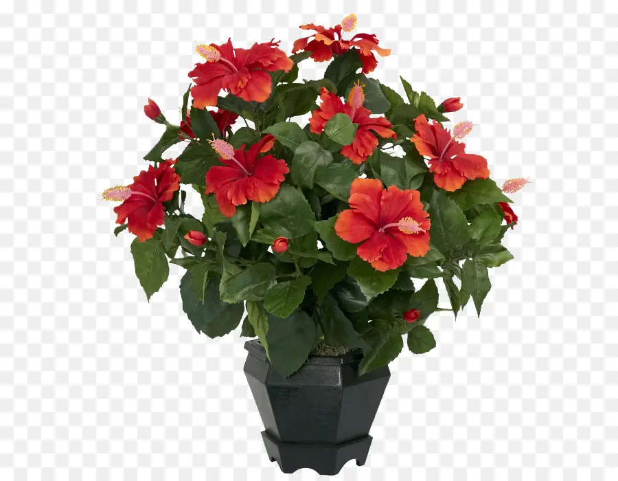 Shoeblackplant，Planta PNG