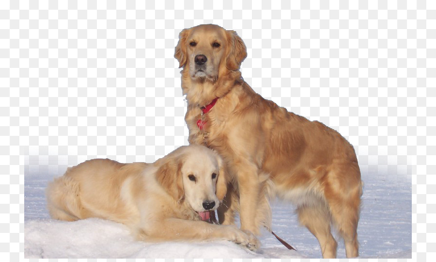 Golden Retriever，Labrador Retriever PNG