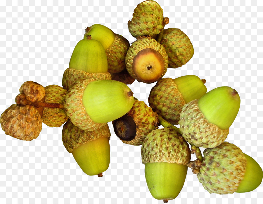 Bellotas，Roble PNG