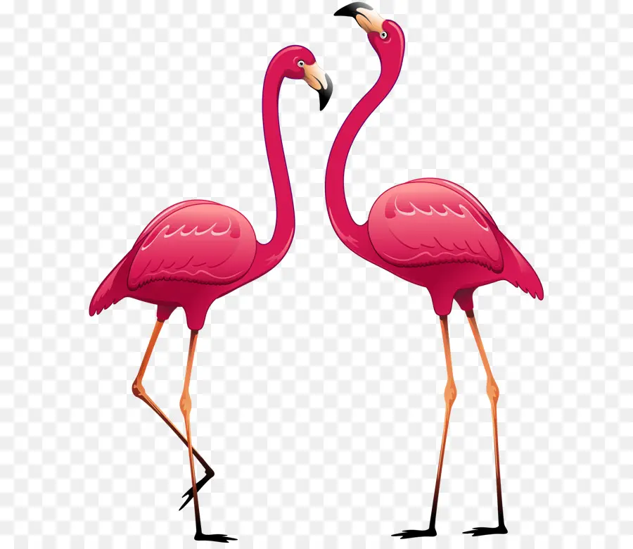 Flamencos Rosados，Aves PNG