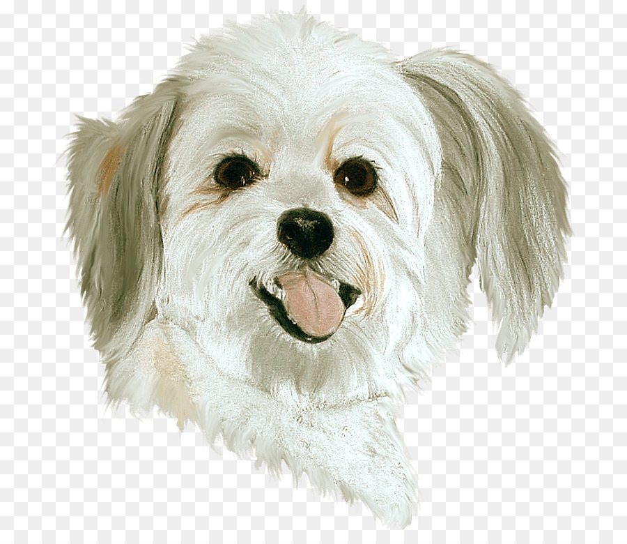 Perro，Cuidado De Mascotas PNG