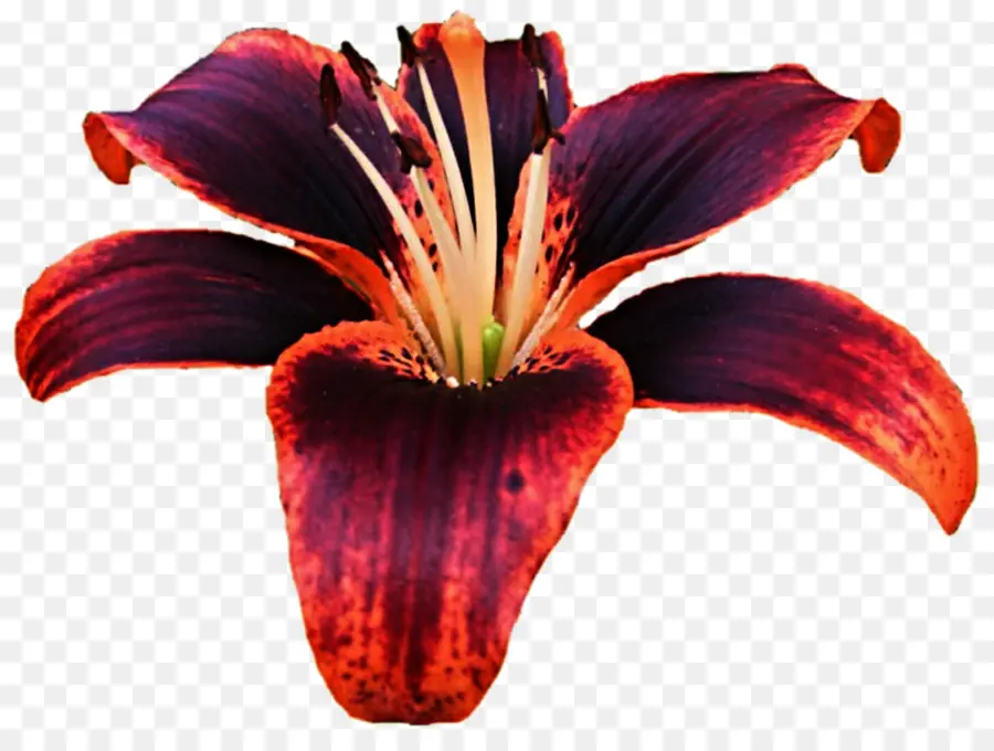 Lilium Bulbiferum，Lirio De Tigre PNG