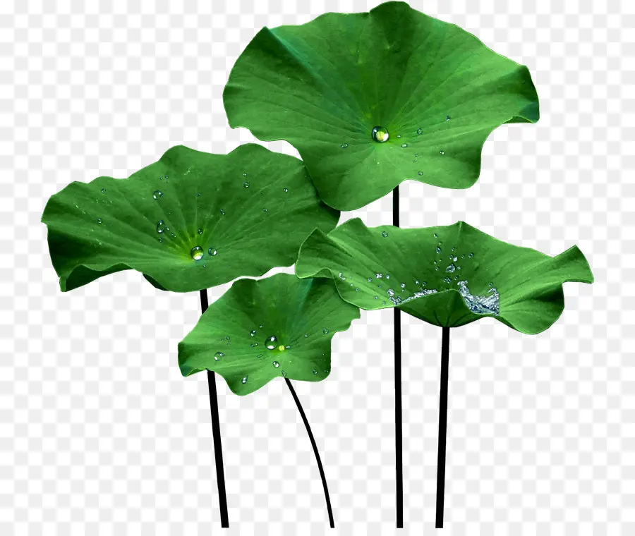 Nelumbo Nucifera，Efecto De Loto PNG