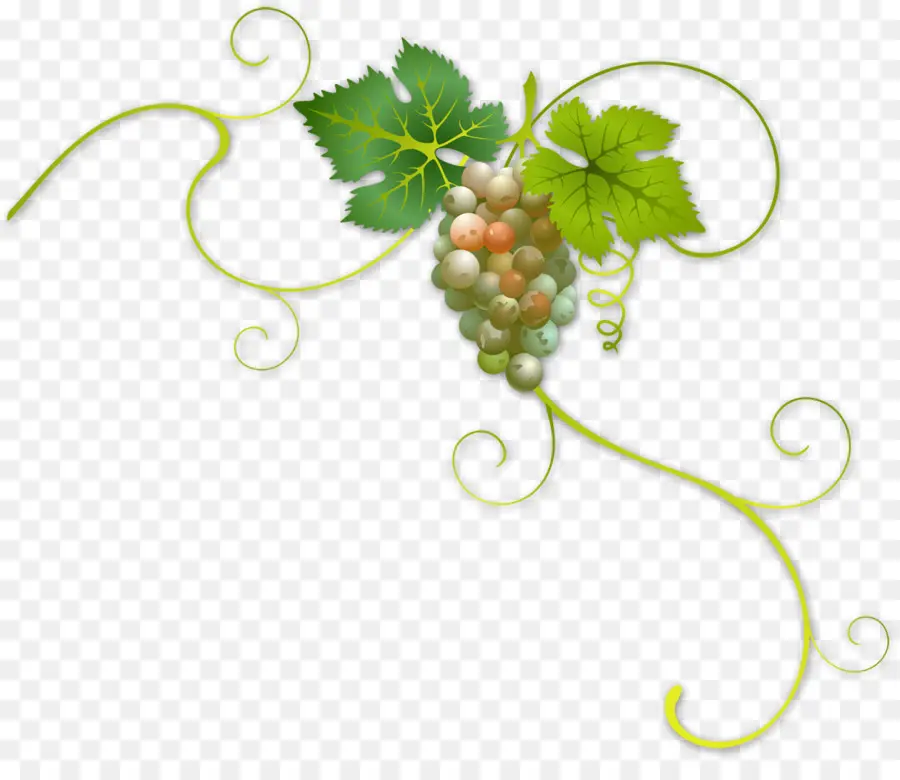 Vino，Común De La Uva De La Vid PNG