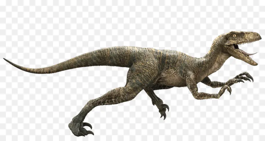 Velociraptor，Jurassic Park PNG