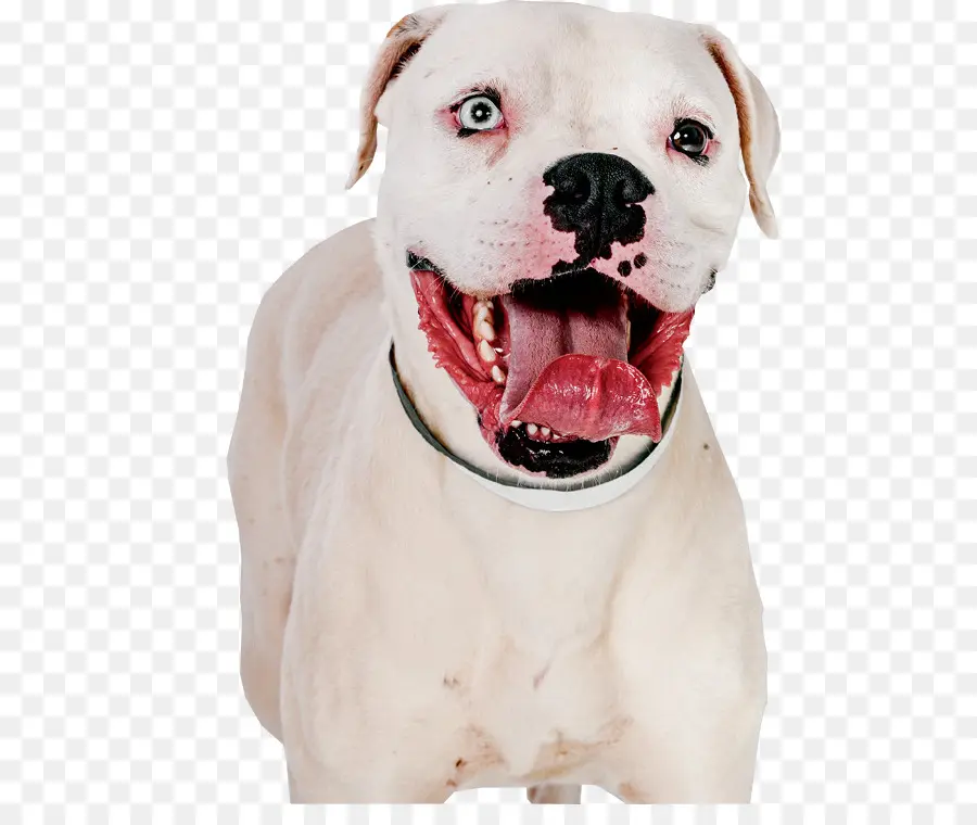 Pit Bull，Bull Terrier PNG