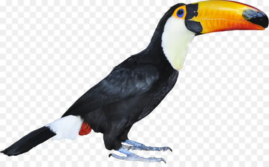 Pájaro，Tucán PNG