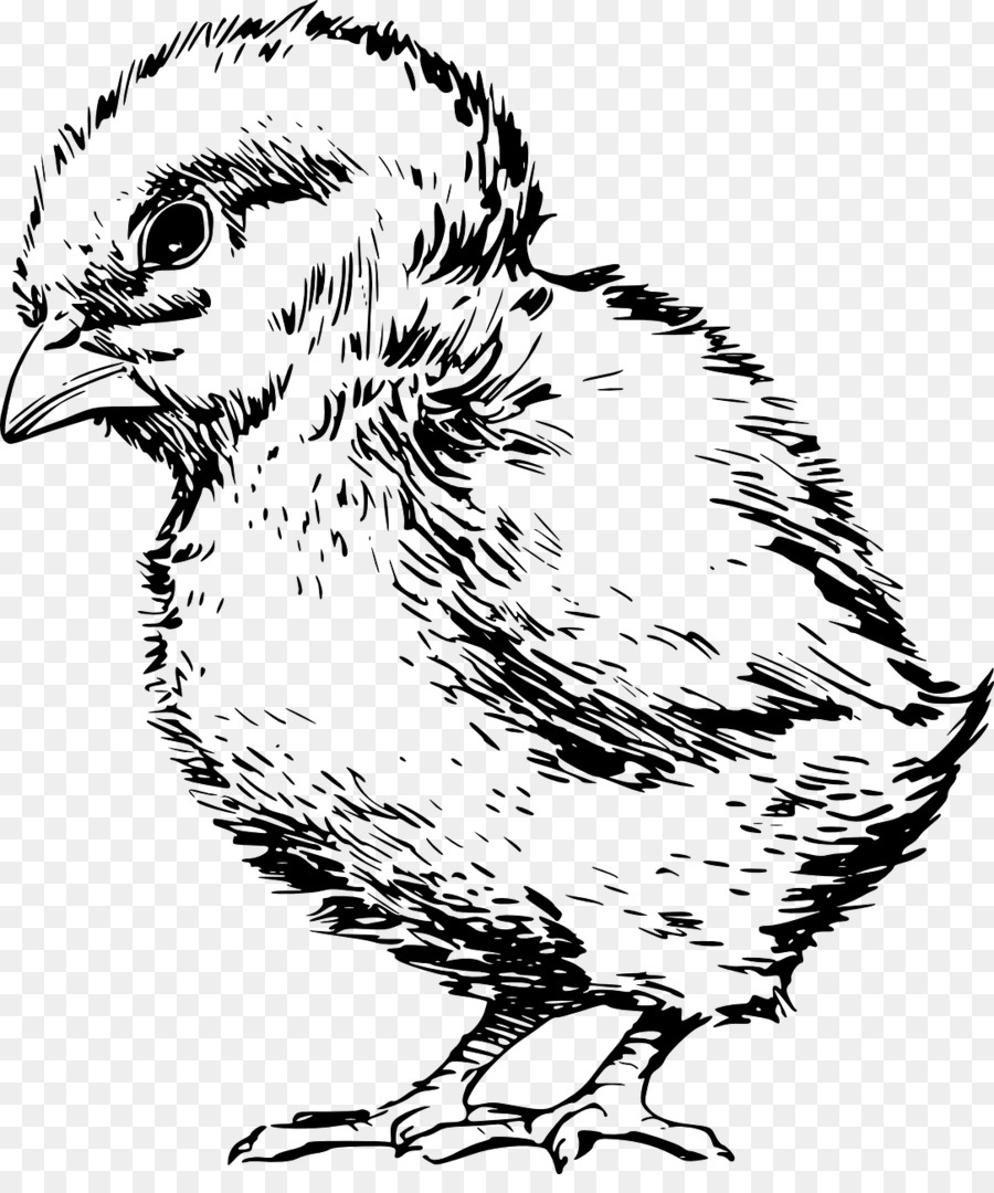 Pollo，Dibujo PNG