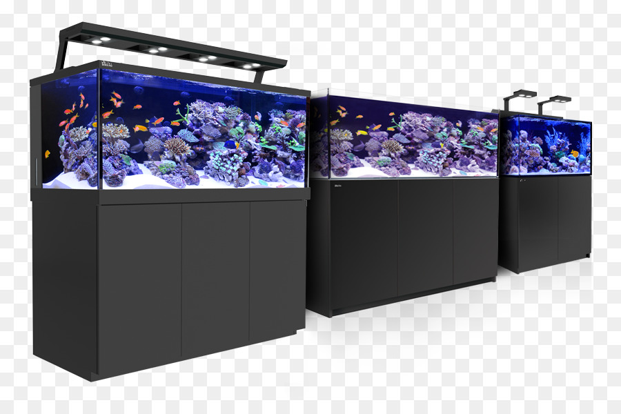 Acuario De Arrecife，Arrecife De Coral PNG