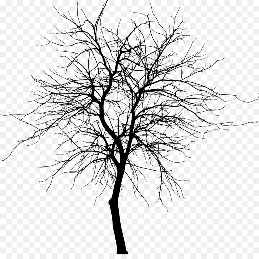 árbol，Silueta PNG