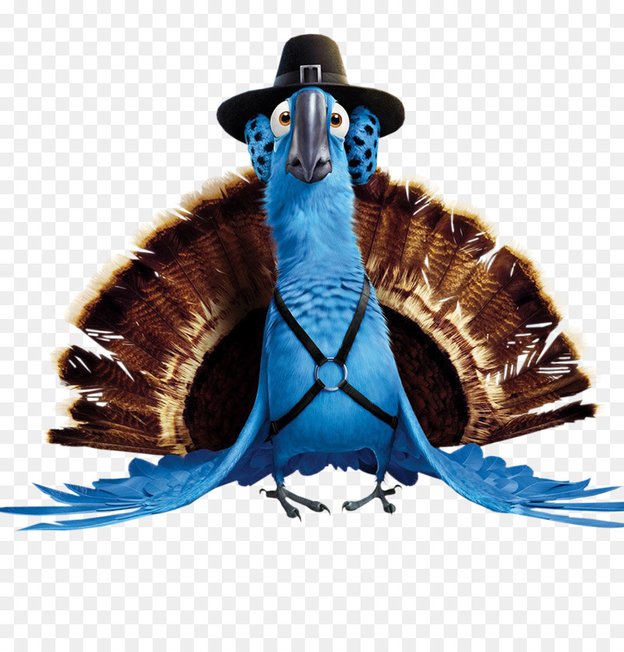 Pájaro Azul，Sombrero PNG