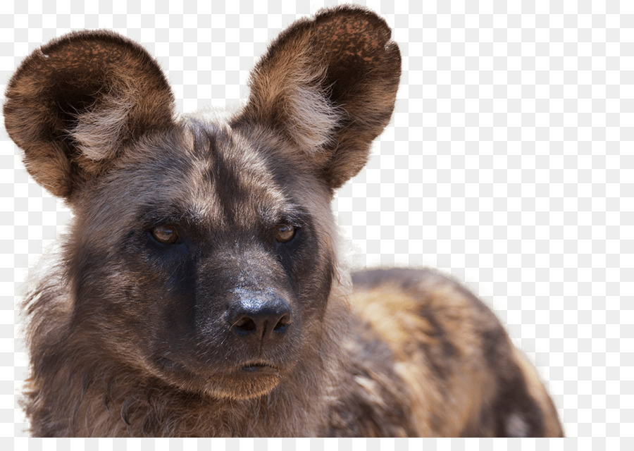 Perro Salvaje，Orejas PNG