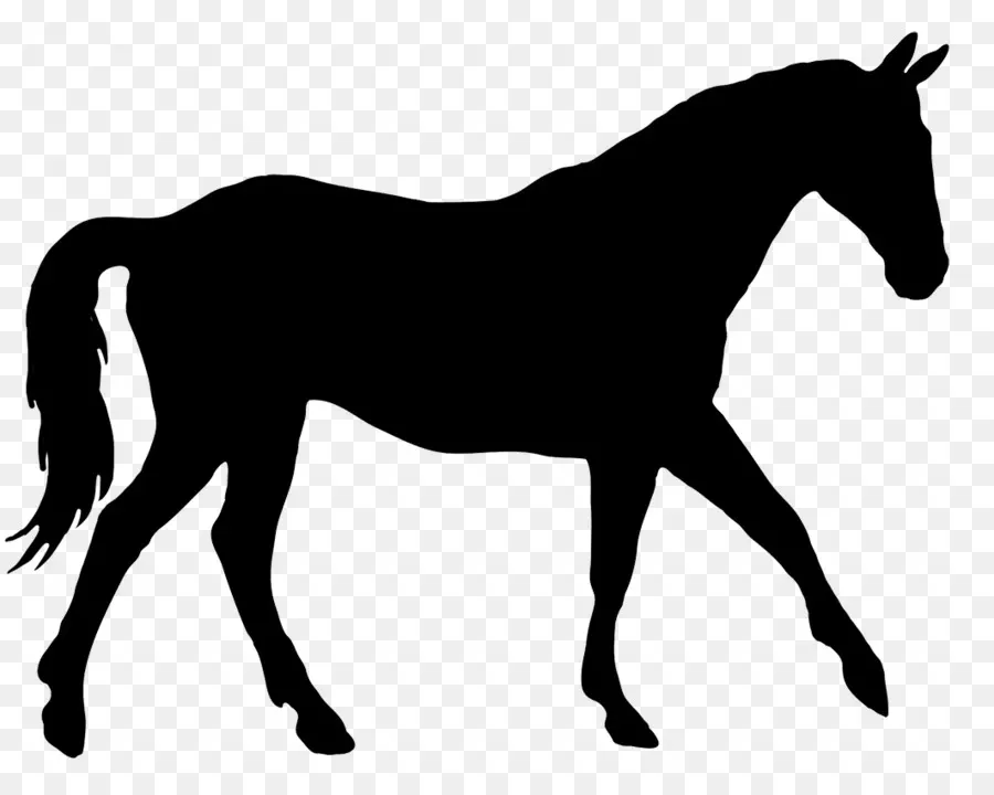 American Quarter Horse，Caballo Hound PNG