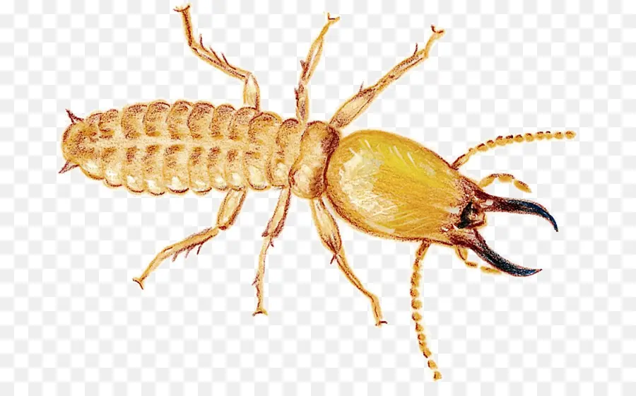 Mosquito，Cucaracha PNG