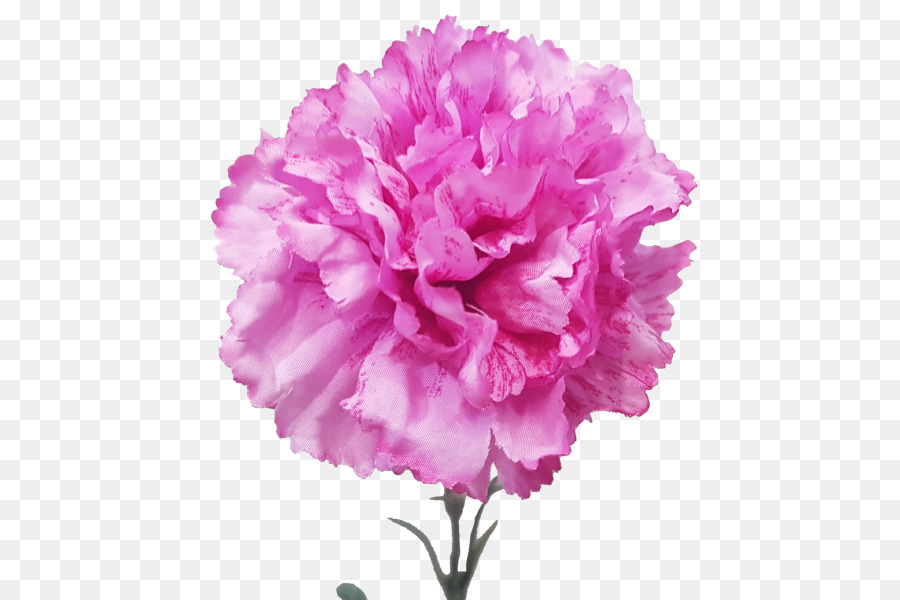 Clavel Rosa，Florecer PNG