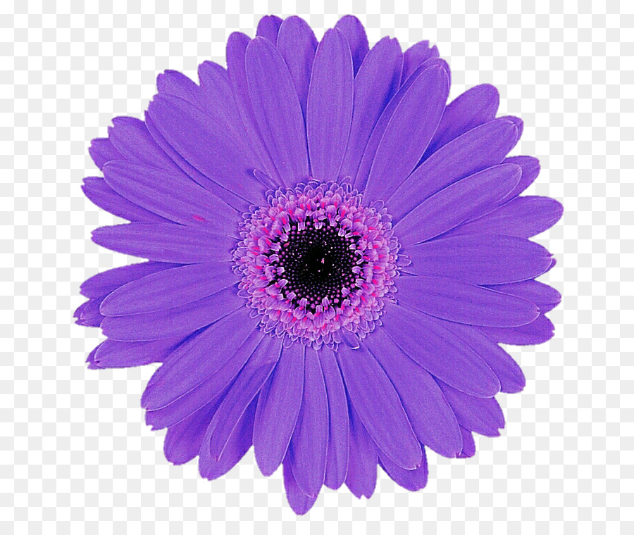 Flor，Azul PNG