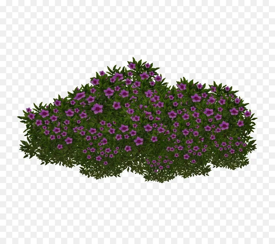 Arbusto Floreciente，Flores Moradas PNG