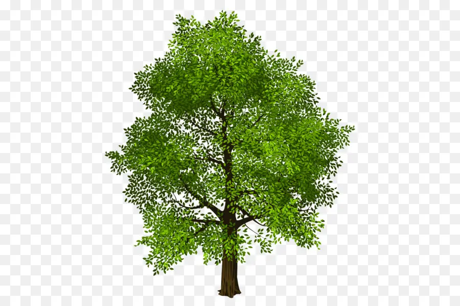 Árbol，Hojas PNG