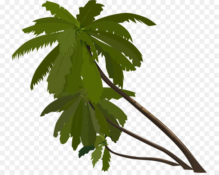 Arecaceae，Dibujo PNG