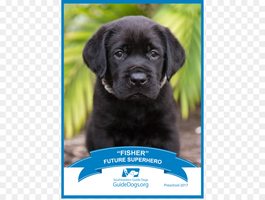 Labrador Retriever，Flatcoated Retriever PNG