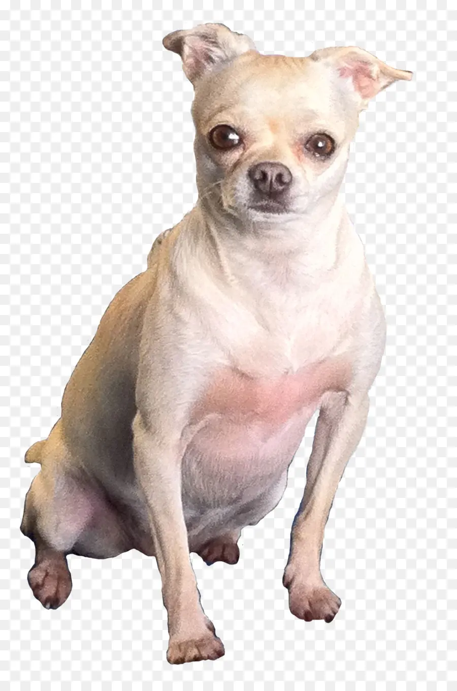 Chihuahua，Perro PNG