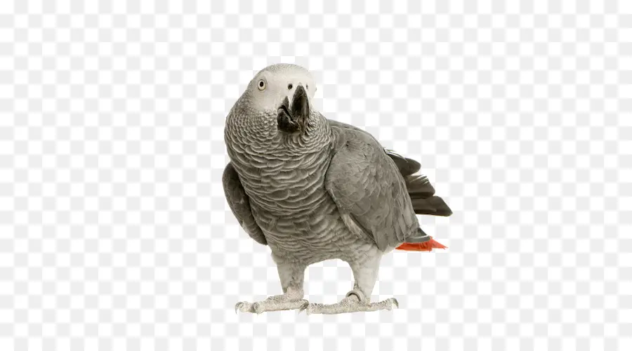 Pájaro，Cacatúa PNG