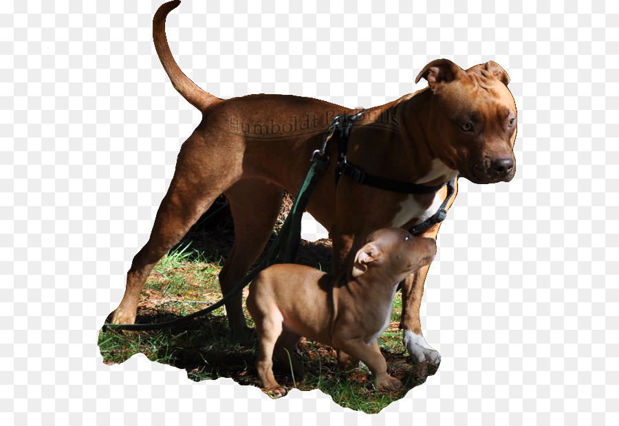 American Pit Bull Terrier，Pit Bull PNG