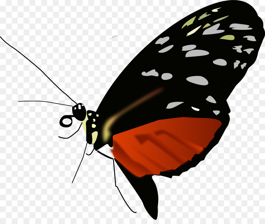 Mariposa，Insecto PNG