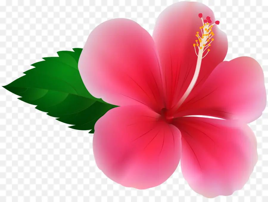 Flor De Hibisco，Flor PNG