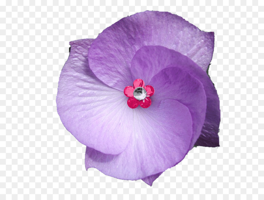 Flor Morada，Pétalos PNG