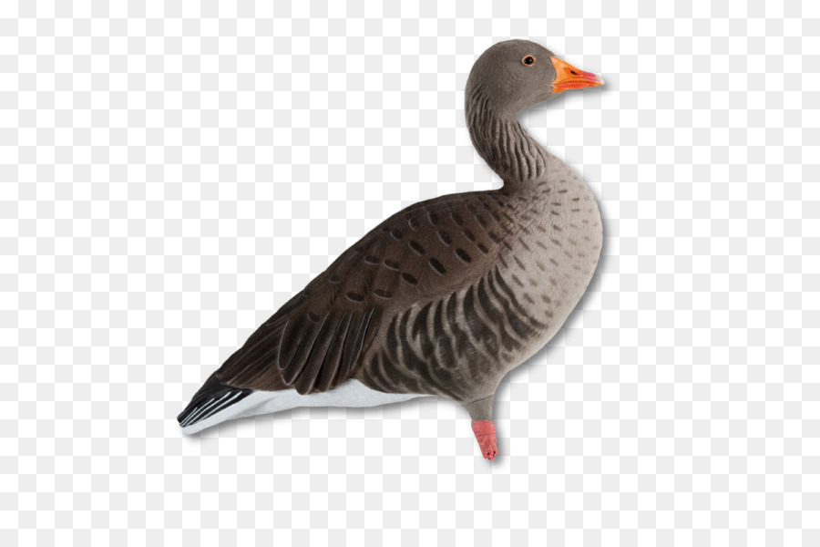 Ganso，Pato PNG