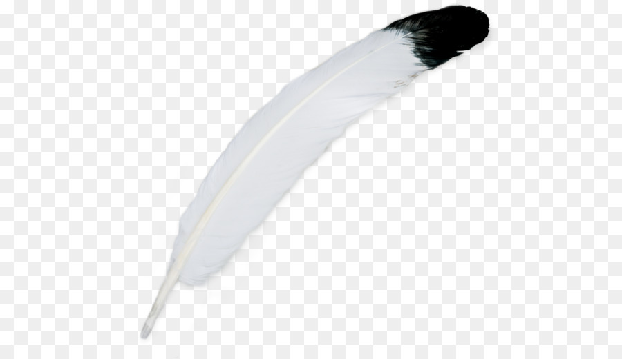 Pluma，Pájaro PNG