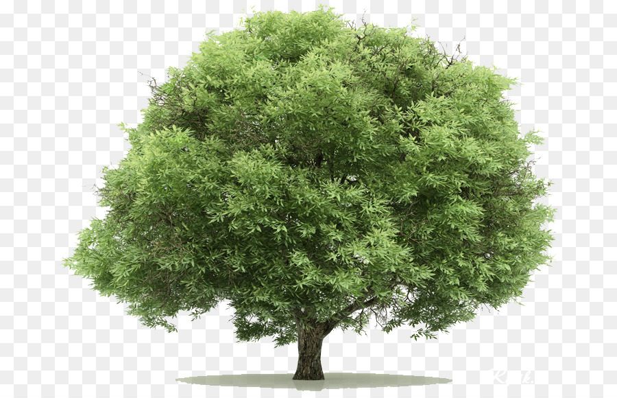 árbol Verde，Naturaleza PNG