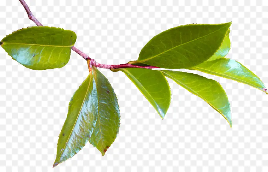 Hoja，árbol PNG