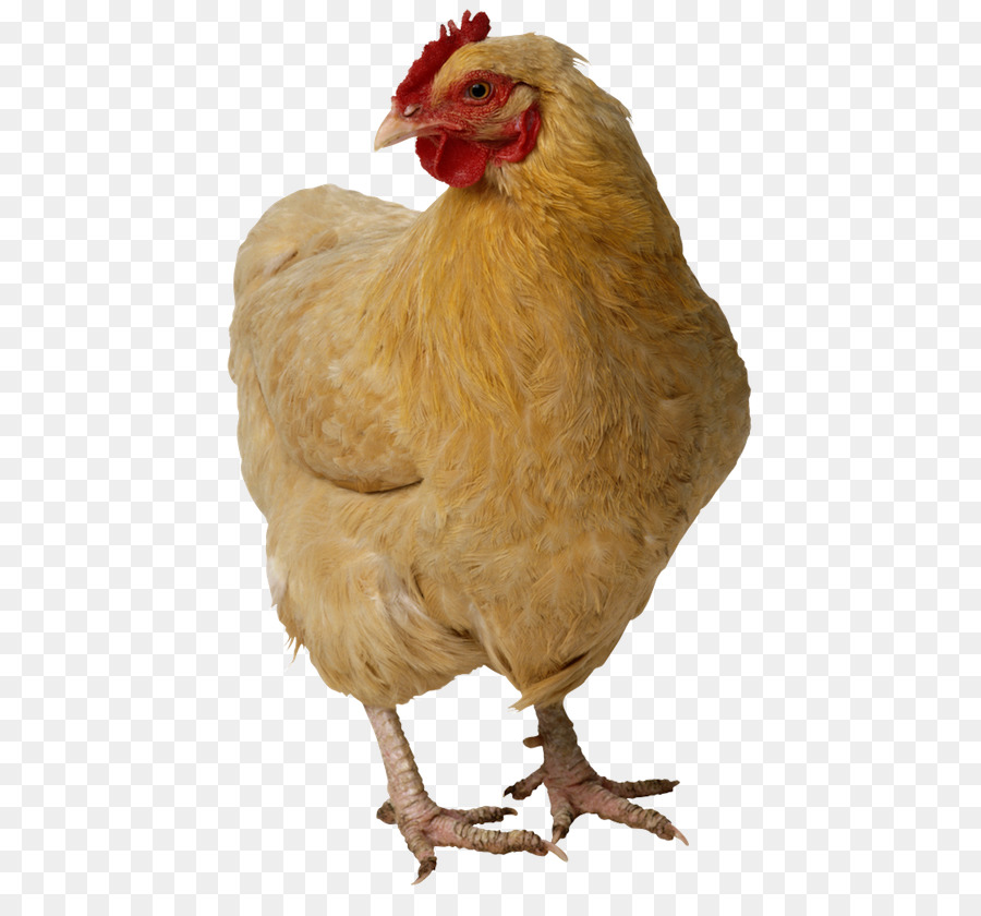 Pollo，Pollo Asado PNG