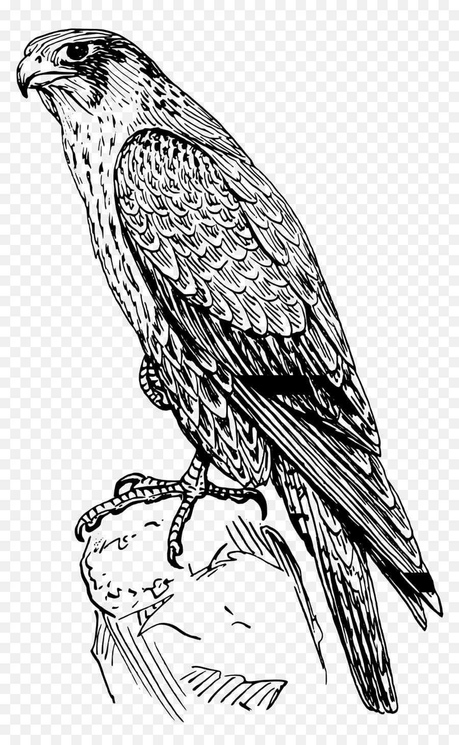 Falcon，Libro Para Colorear PNG