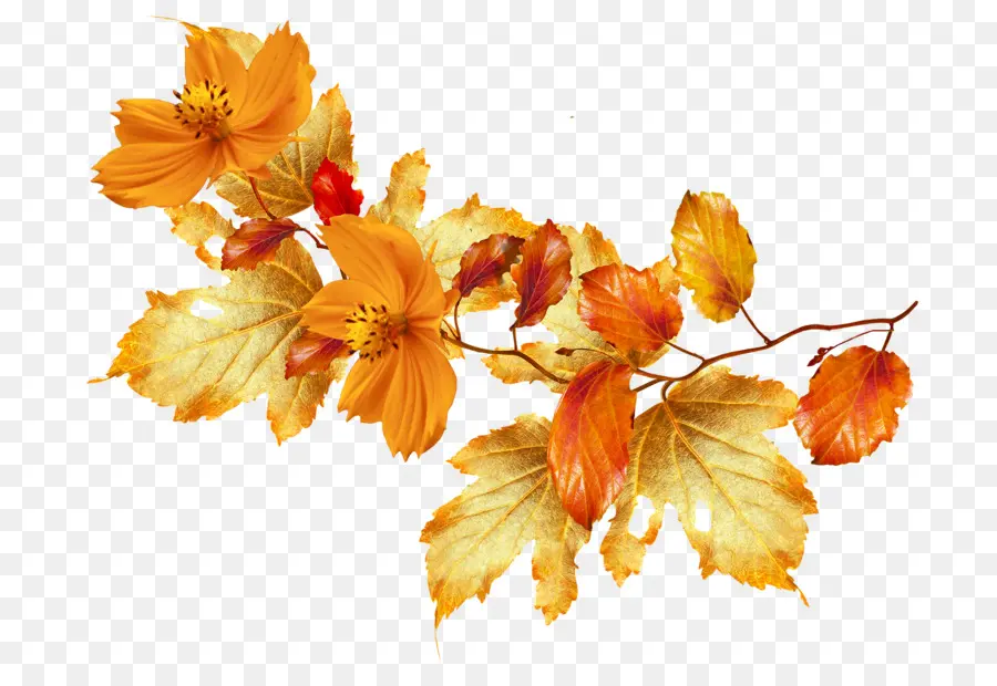 Hojas Y Flores De Otoño，Caer PNG