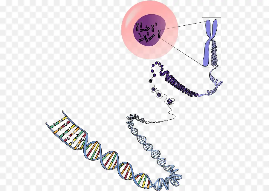 Estructura Del Adn，Genética PNG