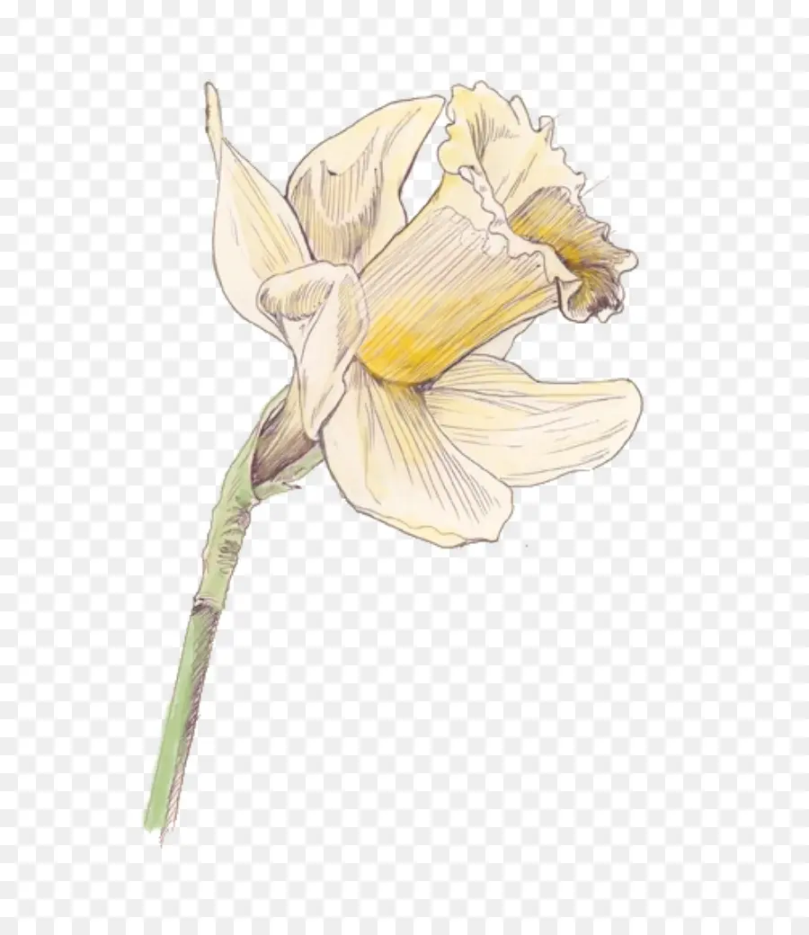 Narciso，Amarillo PNG