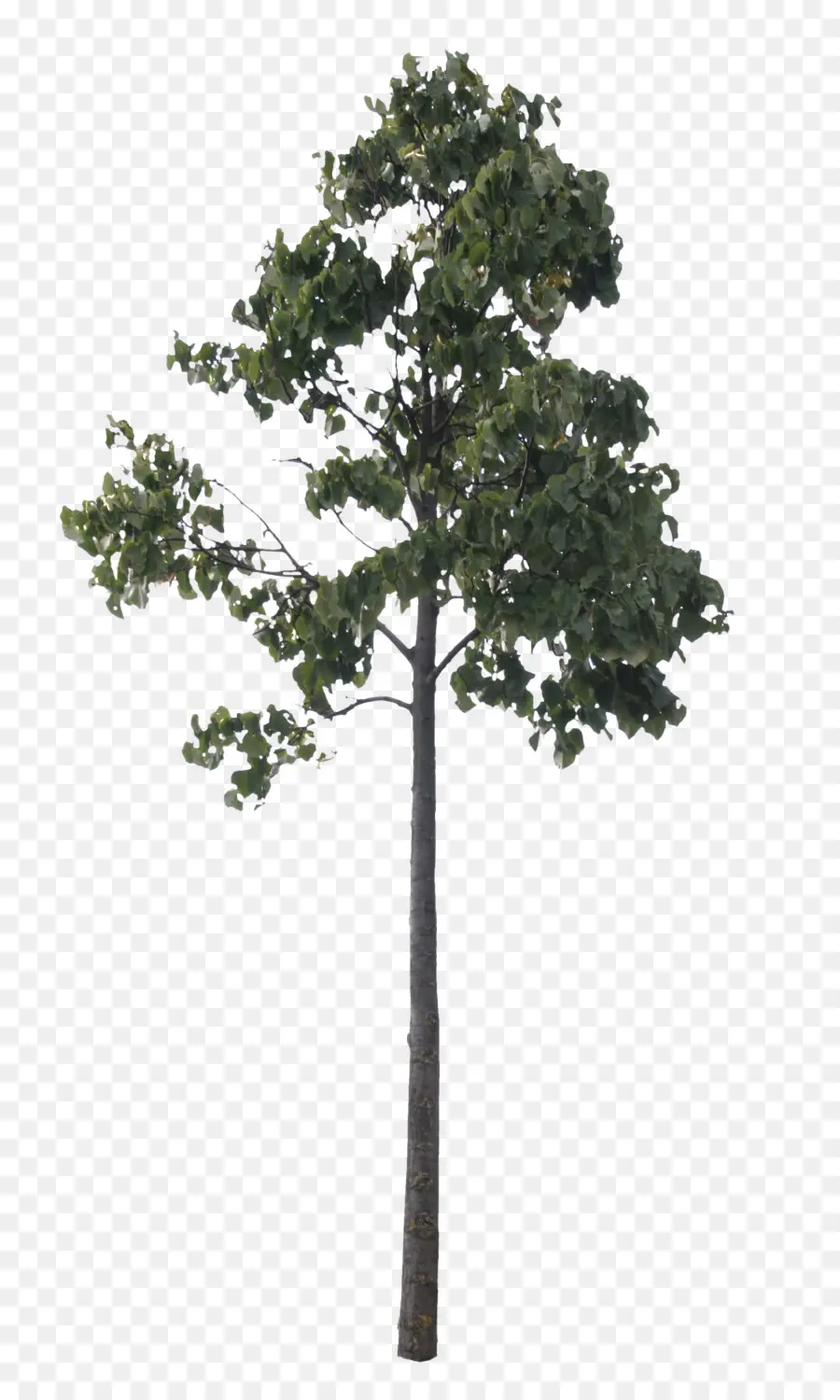 Pino，árbol PNG