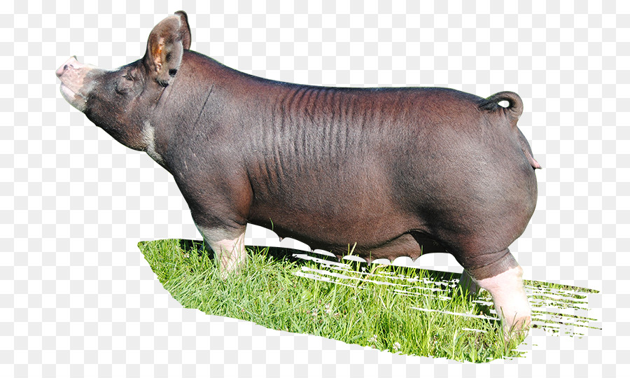 Cerdo，Cerdo Doméstico PNG