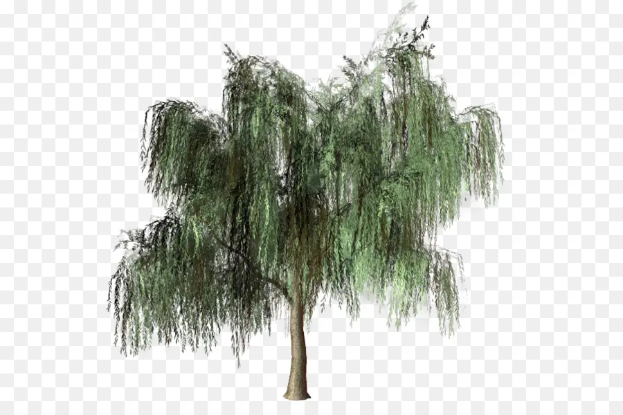 árbol，Pino PNG