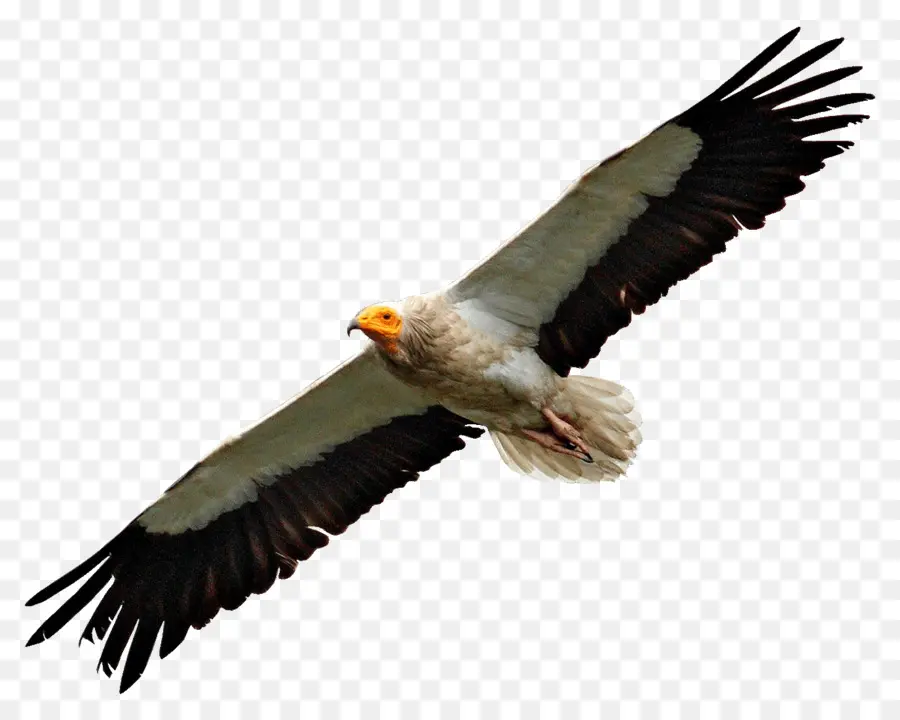 Águila，Vuelo PNG