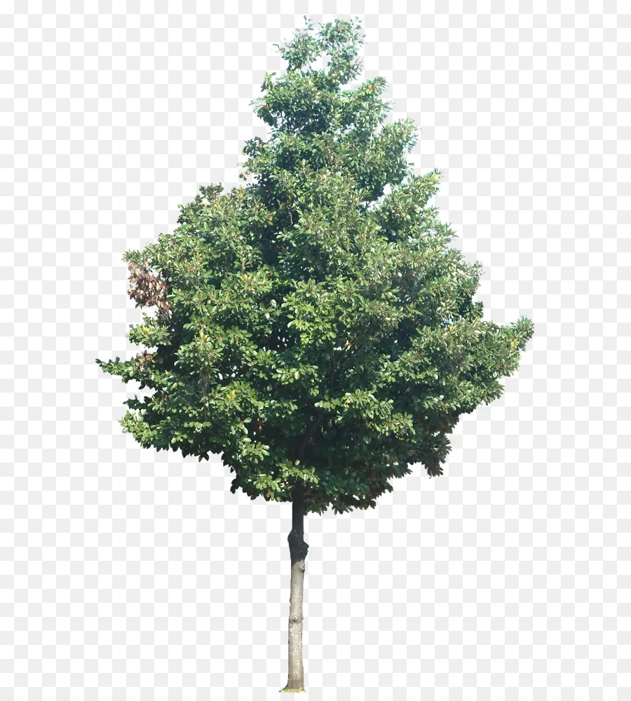 Árbol，Hojas PNG