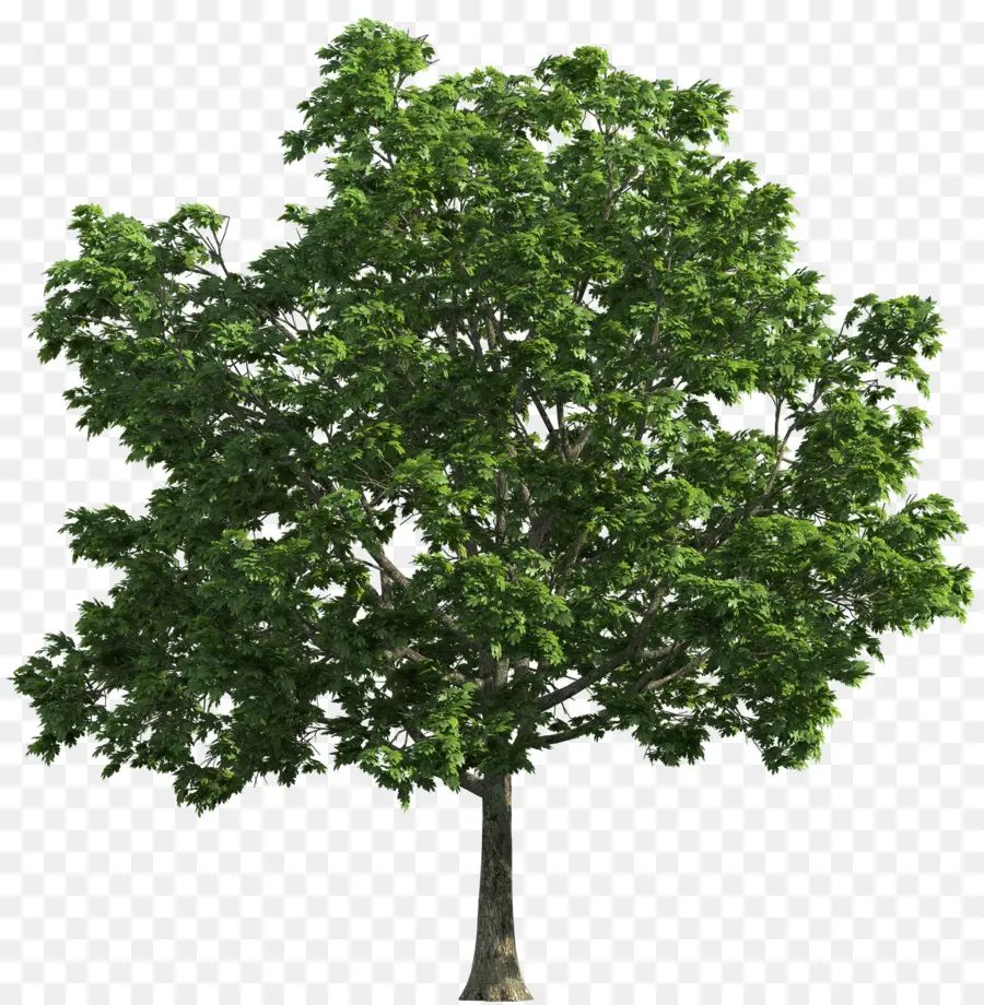 Árbol，Planta PNG