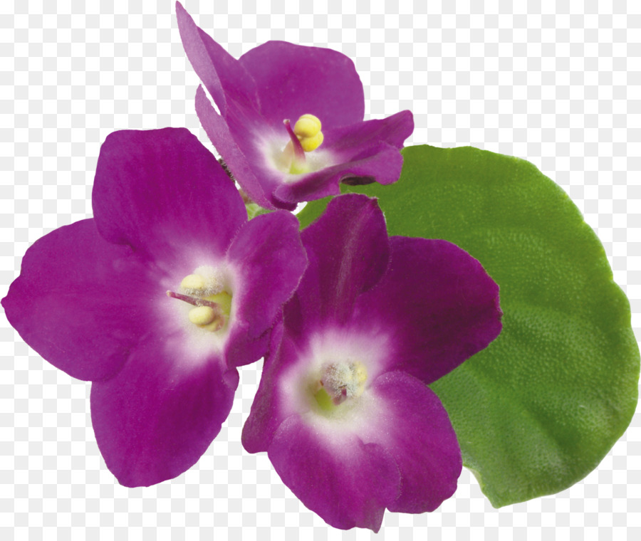 Violeta，Flor PNG