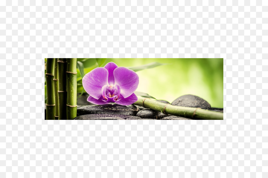 Las Orquídeas，Lienzo PNG