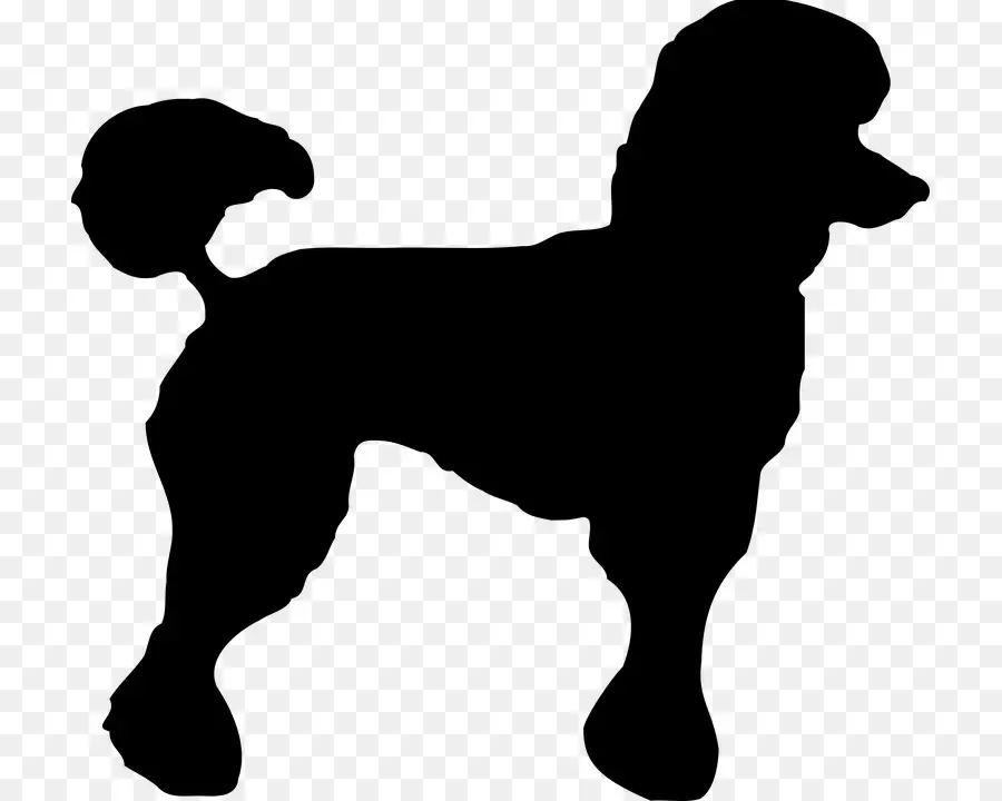 Caniche，Caniche Toy PNG